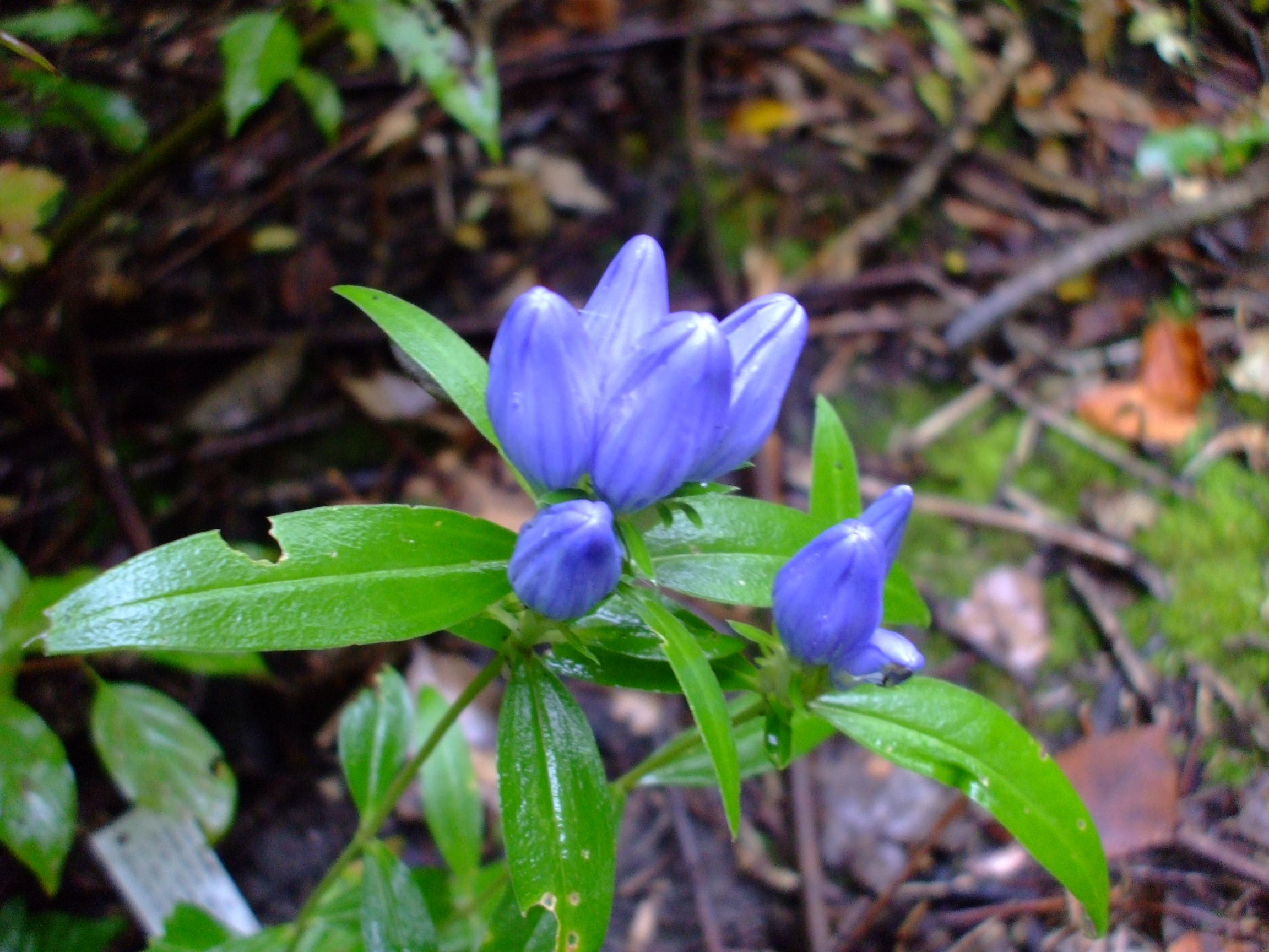 Gentiana saponaria